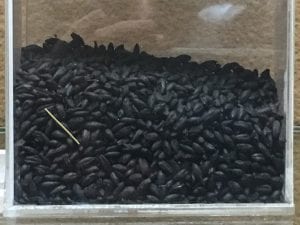 Carbonised Barley (Boscoreale, Italy)