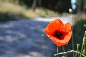 Poppy on the Appia Antica (photo by Farrell Monaco)