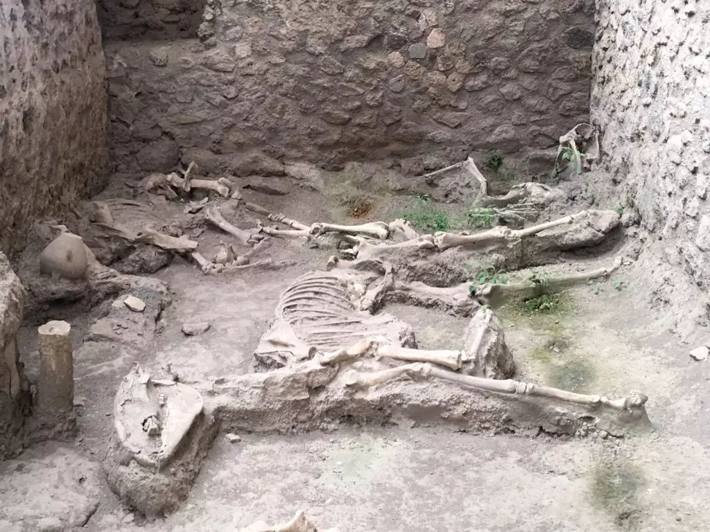 Mules in the stables at the House of the Chaste Lovers (Pompeii)