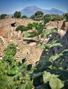Wild figs growing at Pompeii