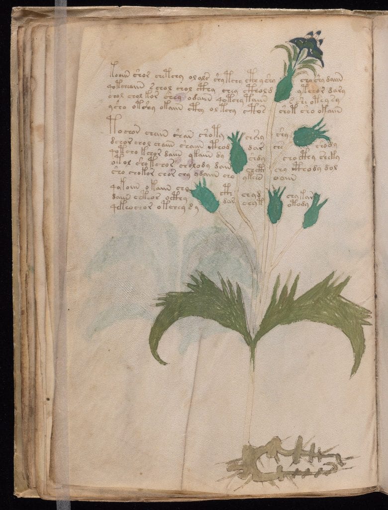 Git, or Roman Coriander, in the Voynich Manuscript, (1401-1599) (f29v). Image from:  Beinecke Digital Collections 