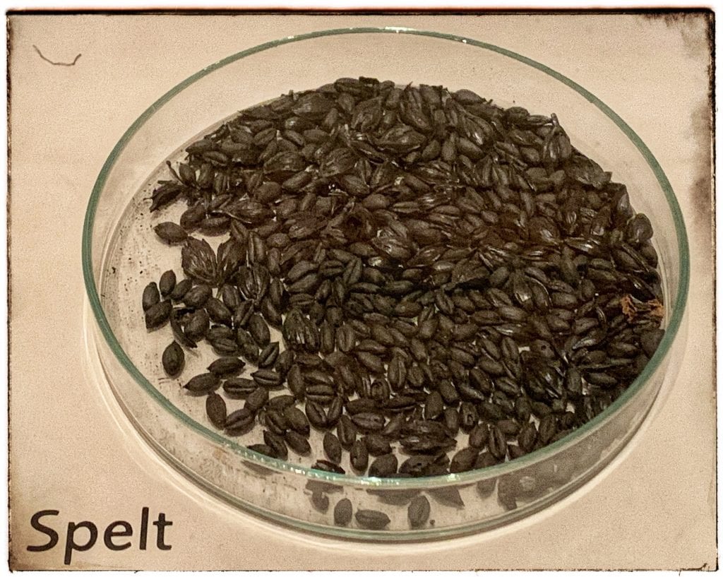 Spelt Grains excavated from Pompeii (Ashmolean Museum). Photo: Farrell Monaco