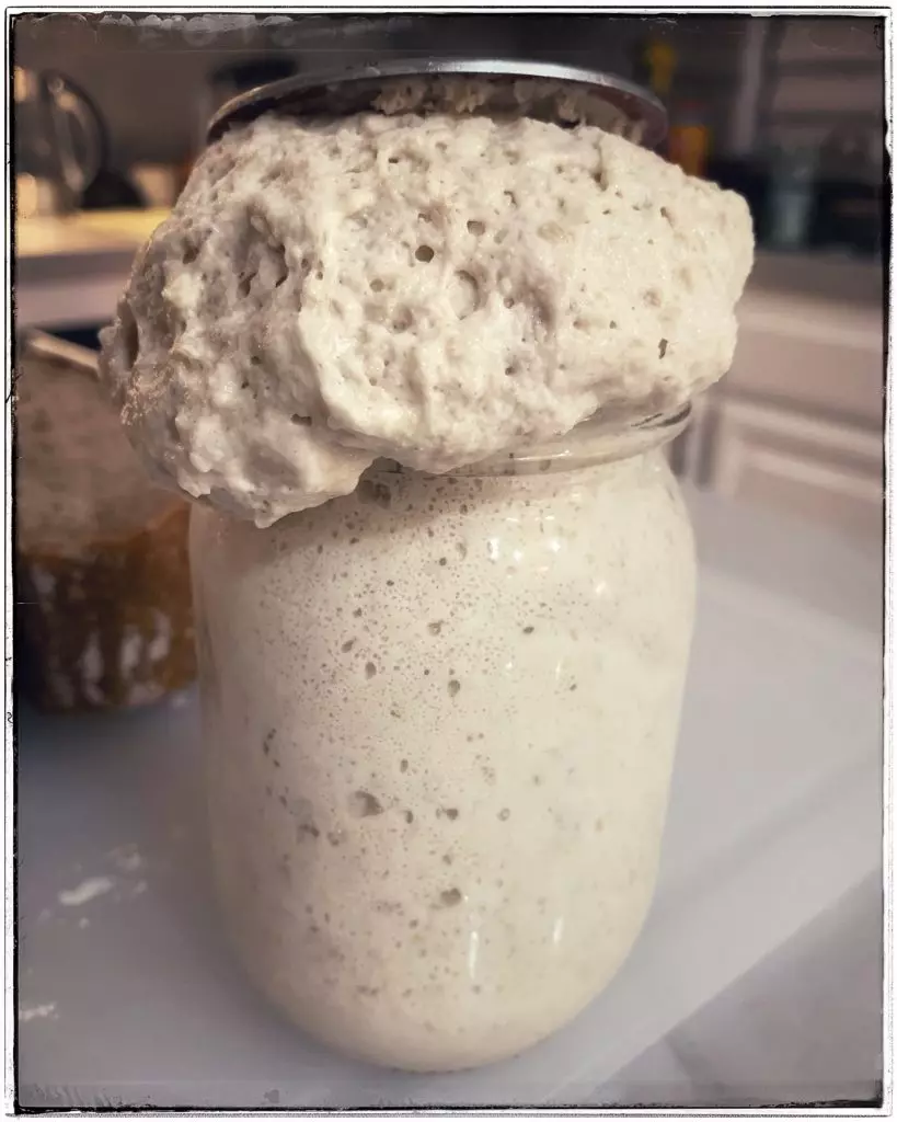 Bbc deals sourdough starter